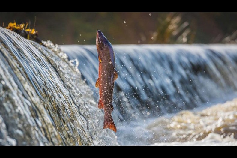 Salmon Wide